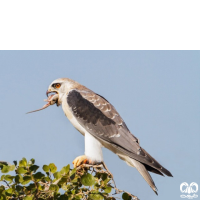 گونه کورکور بال سیاه Black-winged Kite